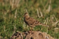Skylark